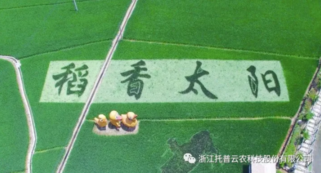 浙江臨安：竹林變稻田，農戶喜開顏