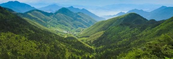 智慧護(hù)林有妙招，看太子山如何用科技守護(hù)森林